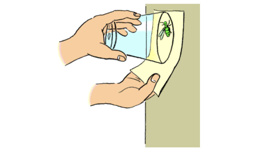Attraper un insecte sans lui faire de mal